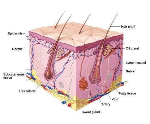 Dermecare-Skin-Anatomy